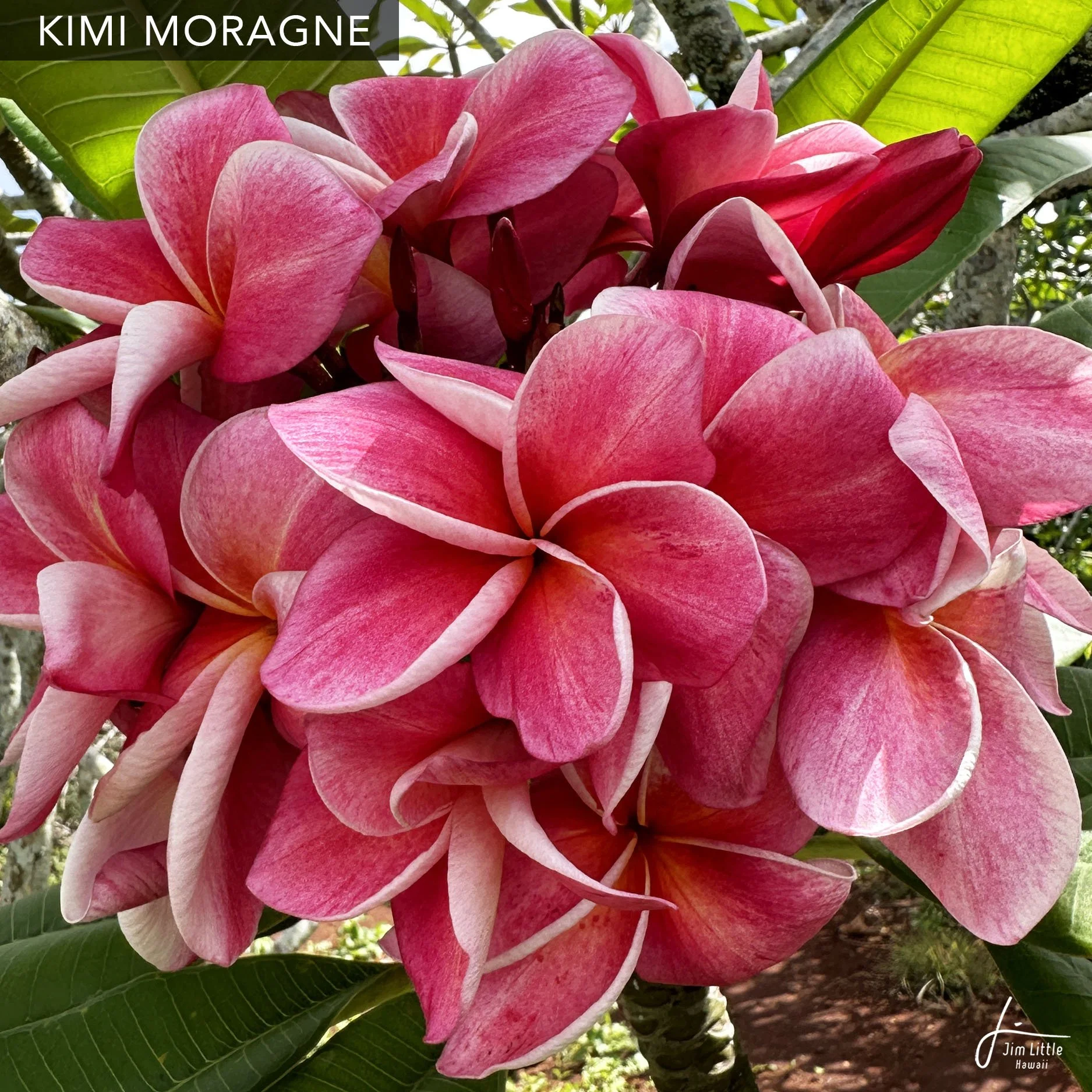 Moragne — Jim Little Plumeria JAPAN